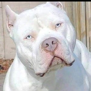 Meet your Posher, Ronnie